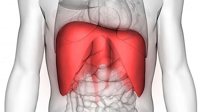 Cơ hoành kiểm soát luồng thở từ phổi
